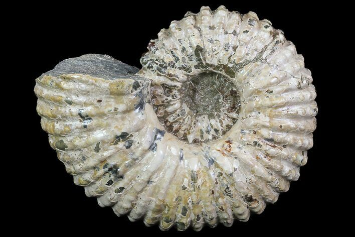 Bumpy Douvilleiceras (Tractor) Ammonite - Madagascar #68211
